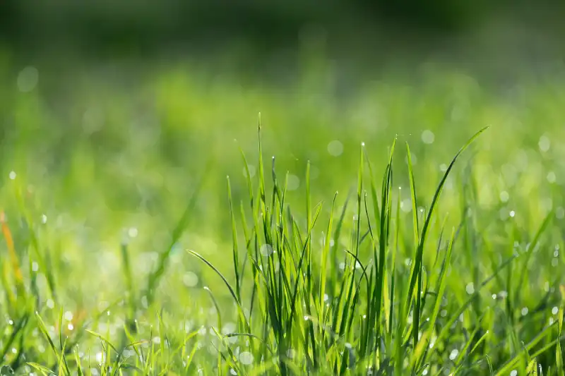 Can you mow wet grass in El Cajon, CA 