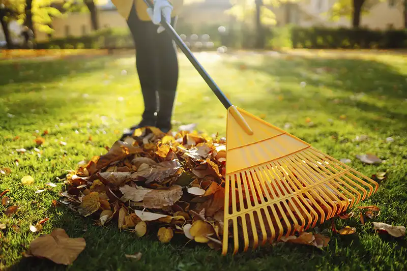 How To Clean A Backyard in El Cajon, CA 