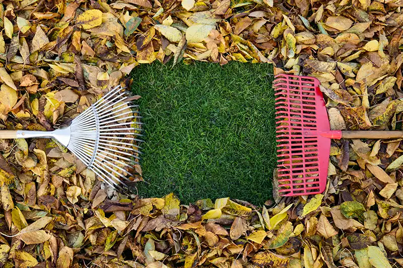 How to clear a yard full of weeds in El Cajon, CA 