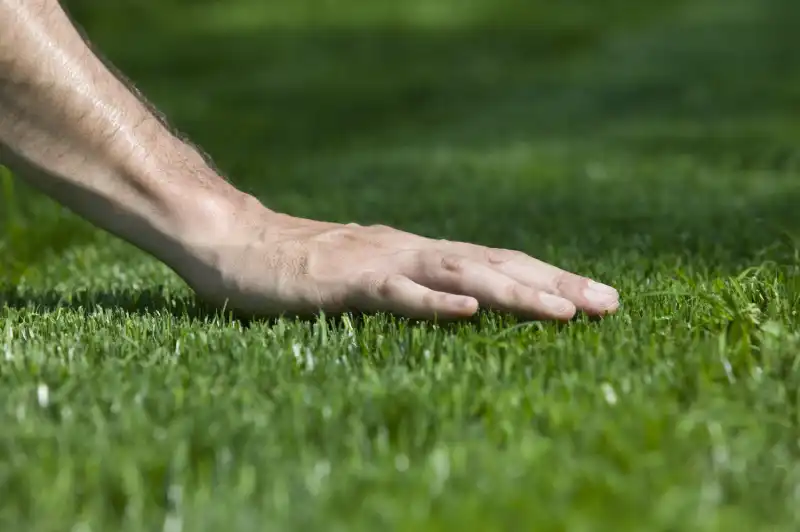 Best Sod Installation Service in El Cajon, CA 